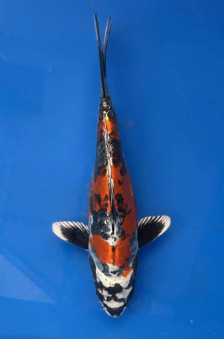A 25cm Beni Kikokuryu koi from Aokiya Koi Farm featuring a vibrant red-orange body with subtle metallic shimmer, smooth scales, and a compact, well-proportioned shape that creates a lively and eye-catching presence in any pond.