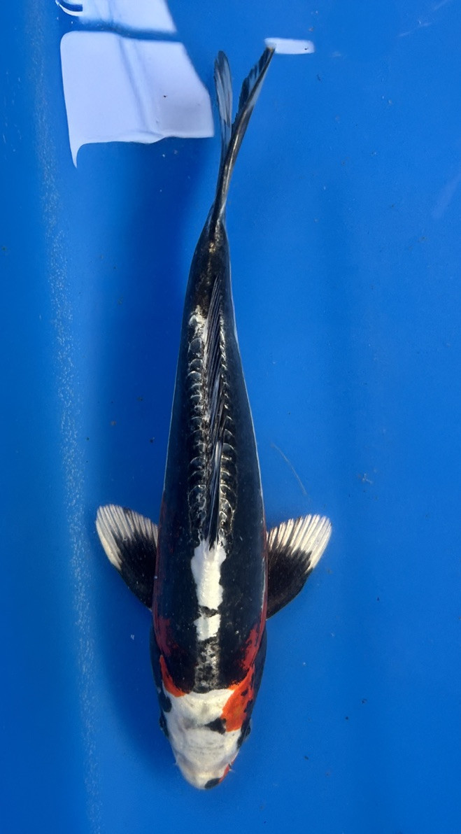 A 26cm Beni Kikokuryu koi from Aokiya Koi Farm featuring a vibrant red-orange body with subtle metallic shimmer, smooth scales, and a compact, well-proportioned shape that creates a lively and eye-catching presence in any pond.
