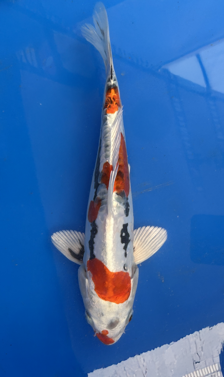 A 28cm Beni Kikokuryu koi from Aokiya Koi Farm featuring a vibrant red-orange body with subtle metallic shimmer, smooth scales, and a compact, well-proportioned shape that creates a lively and eye-catching presence in any pond.