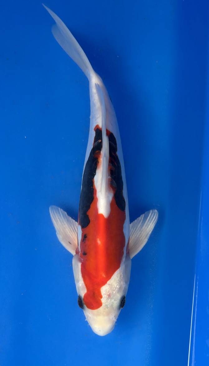 A 27cm Beni Kumonryu koi from Aokiya Koi Farm featuring a striking white and black pattern over a sleek, smooth-scaled body, with a strong, well-proportioned shape that creates a bold and dynamic presence in any pond.