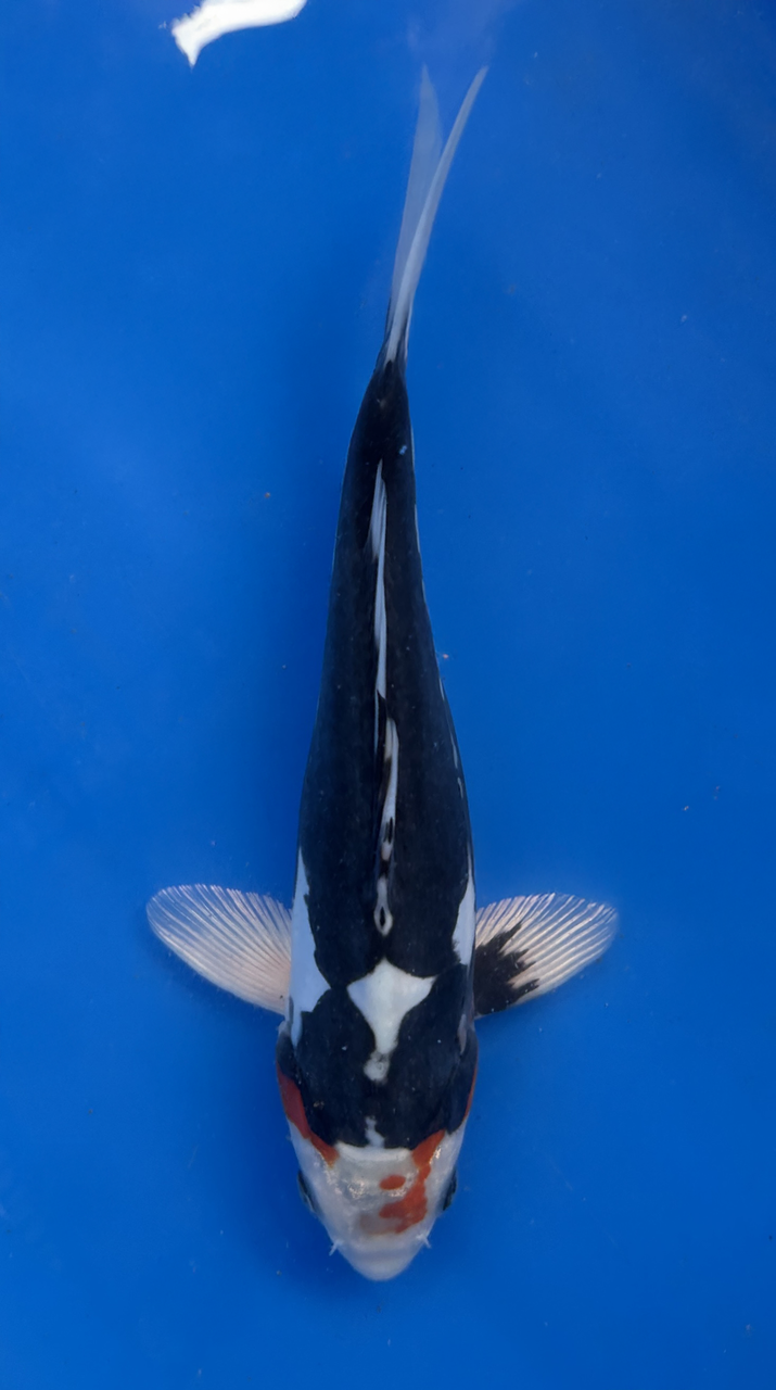 A 27cm Beni Kumonryu koi from Aokiya Koi Farm featuring a striking white and black pattern over a sleek, smooth-scaled body, with a strong, well-proportioned shape that creates a bold and dynamic presence in any pond.