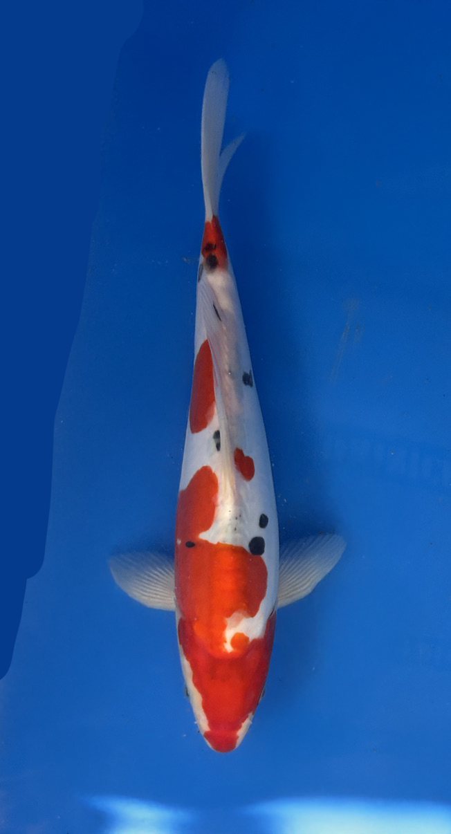 A 28cm Doitsu Sanke koi from Aokiya Koi Farm featuring a clean white body with vibrant red and bold black markings, smooth scaleless skin, and a compact, well-proportioned shape that creates a striking and elegant presence in any pond.
