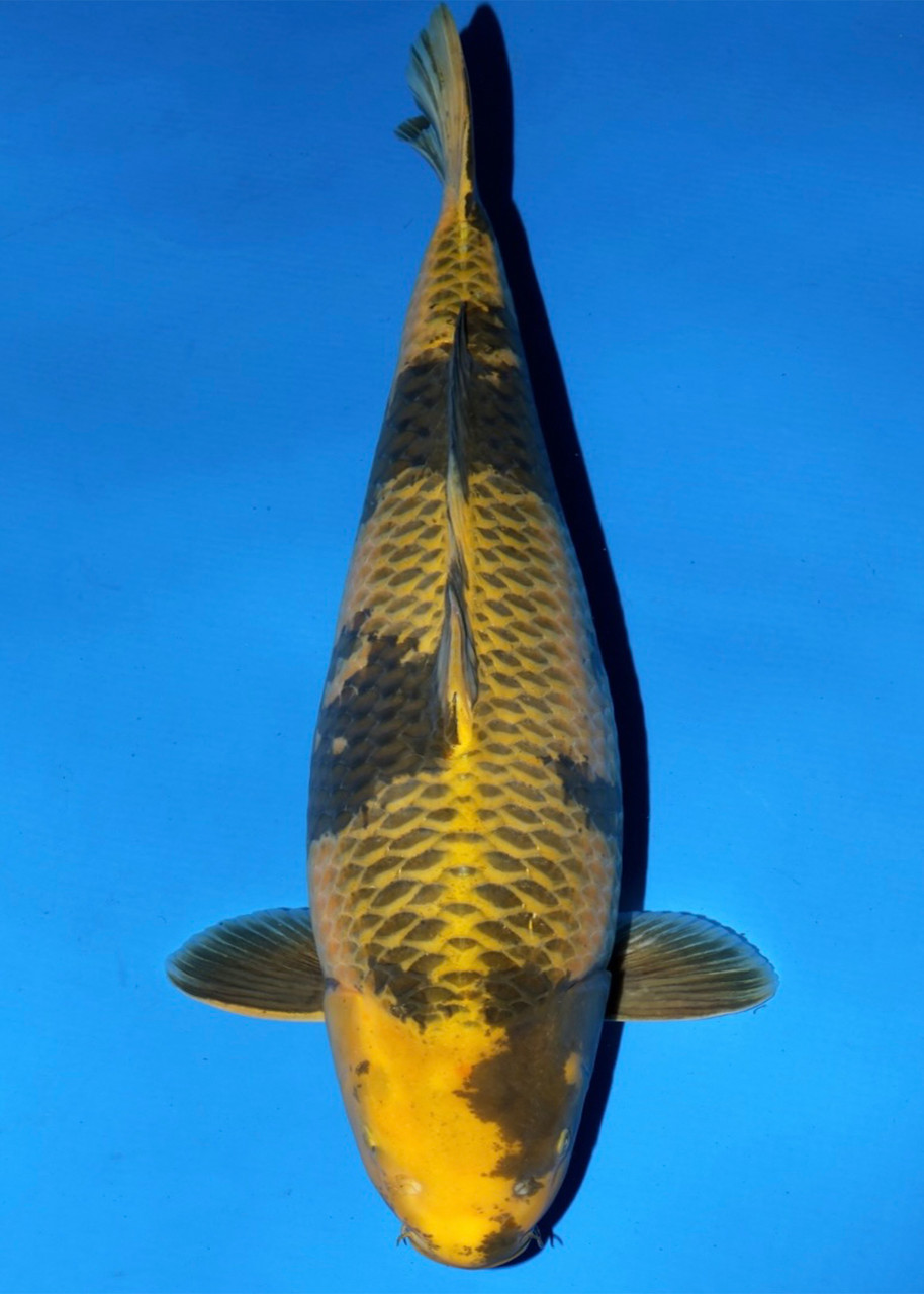 78cm Kage Ki Utsuri - Show Quality (Currently in JAPAN)