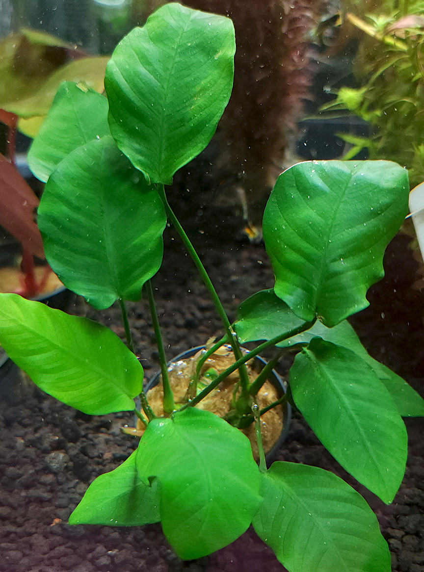 Anubias barteri 'Striped'