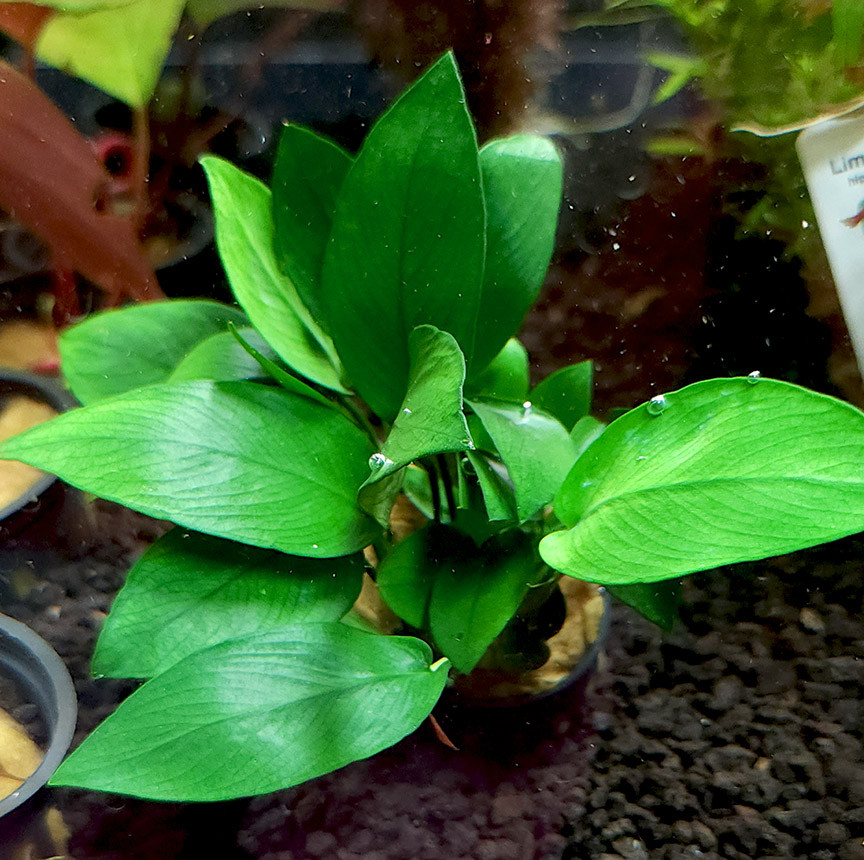 Anubias barteri nana 'Peacock'