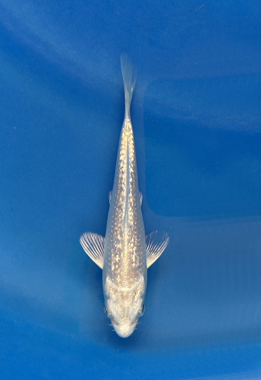 This 14cm Ginrin Platinum Ogon has shiny and bright white scales