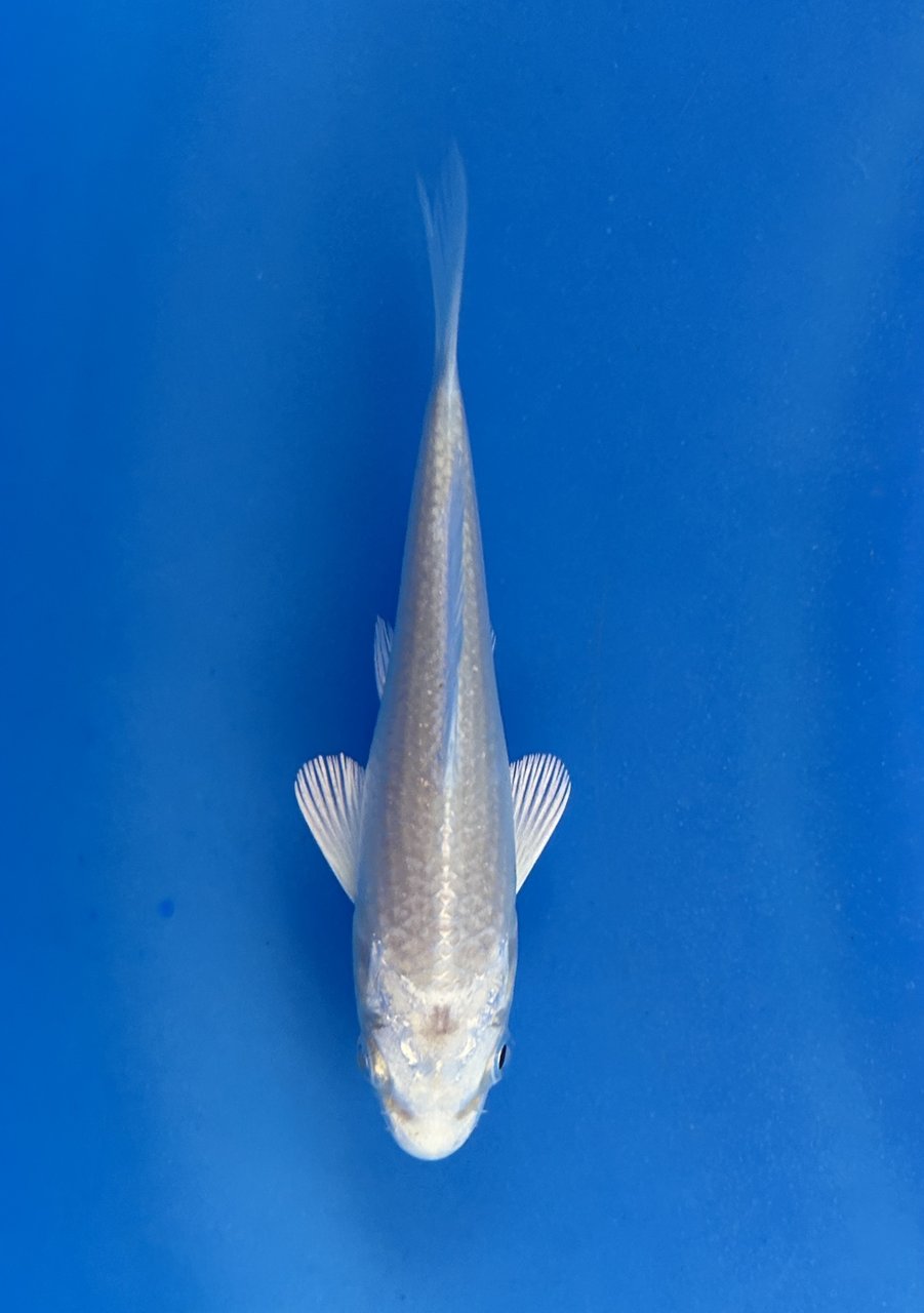 This 14cm Platinum Ogon has bright white scales