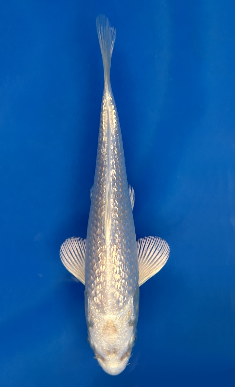 This 16cm Ginrin Platinum Ogon has shiny and bright white scales