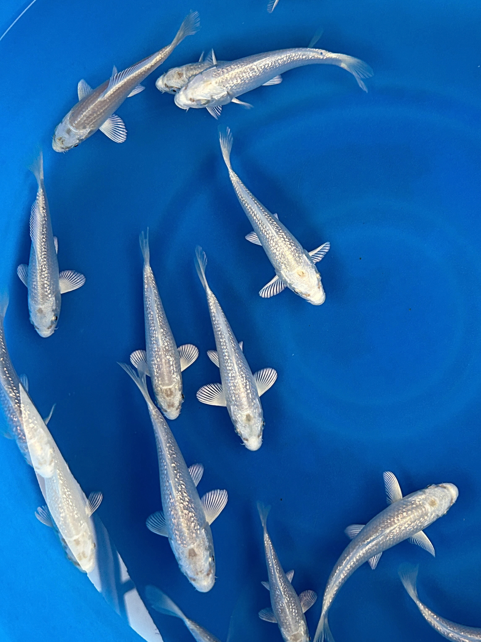 Platinum Ogon 4-6" Pond Pack