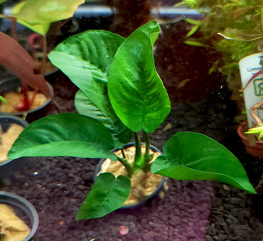 Anubias barteri 'Butterfly'