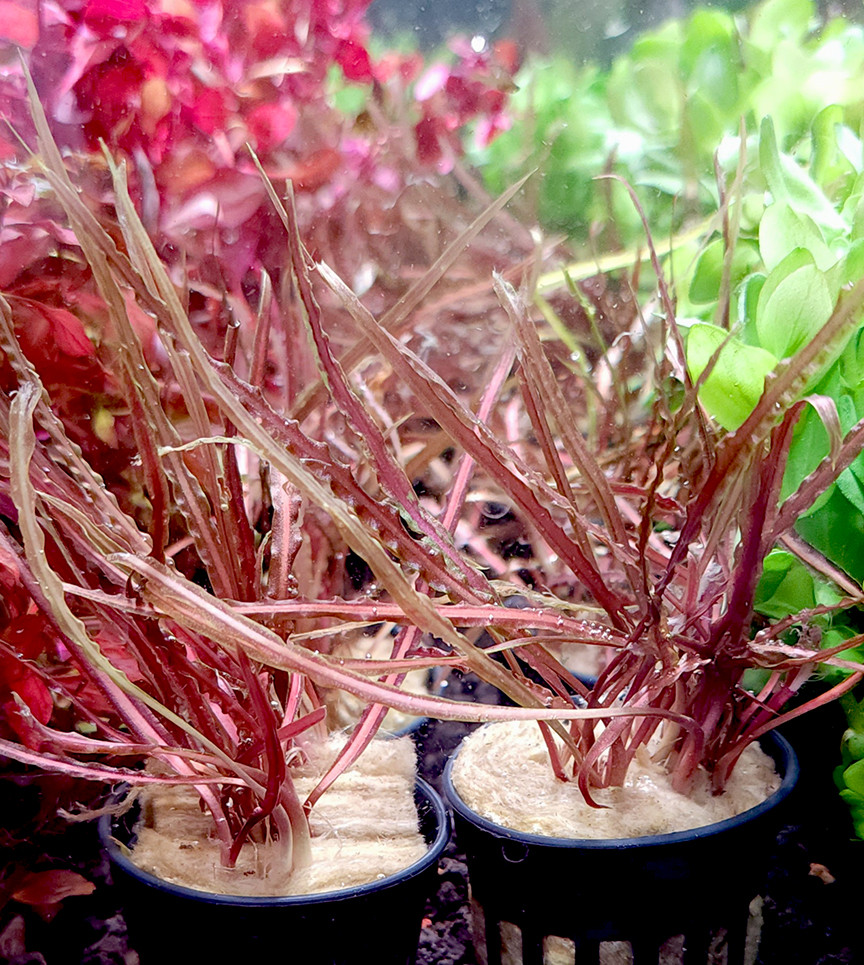 Cryptocoryne retrospiralis