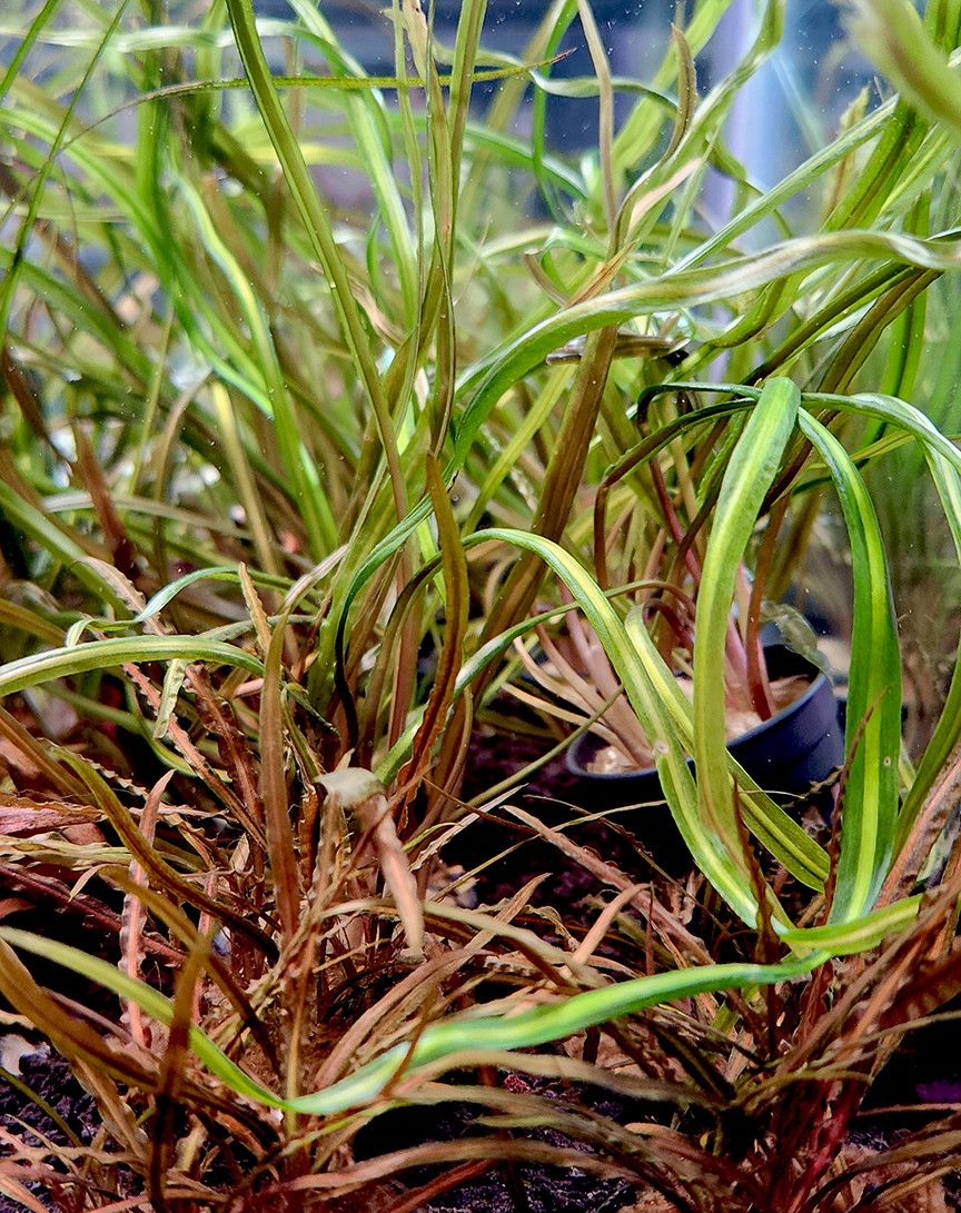 Cryptocoryne retrospiralis