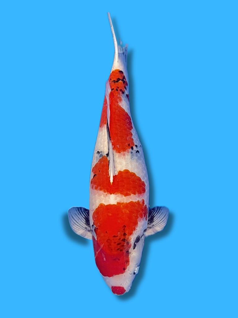 This 64cm Showa from Isa Koi farm has a stunning body.
