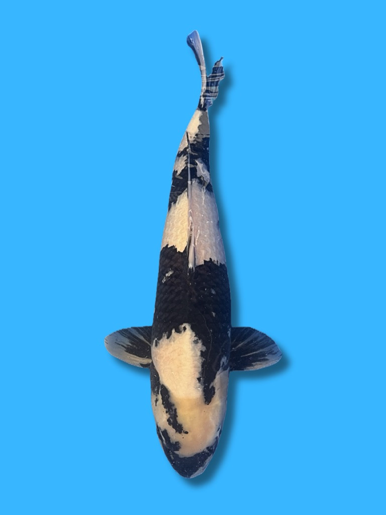 This 67cm Shiro Utsuri from Marusei Koi farm has a stunning black and white body.