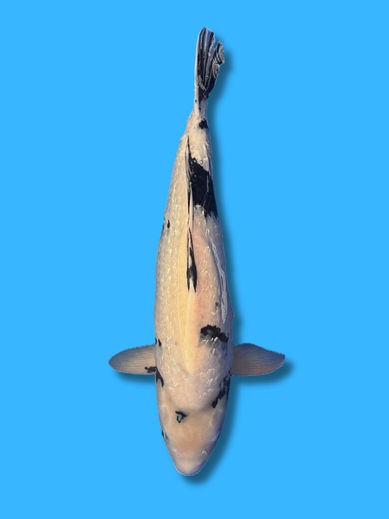 This 67cm Ginrin Shiro Utsuri from Marusei Koi farm has a stunning black and white body.