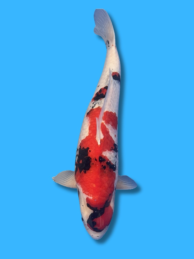 This 67cm Showa from Isa Koi farm has a stunning body.