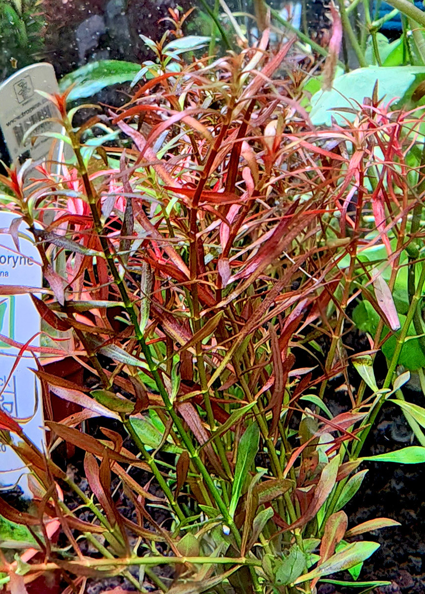 Ludwigia arcuata 'Needle Leaf'