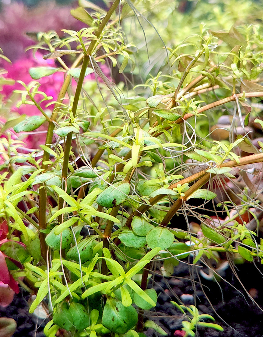 Rotala sp. Wayanad
