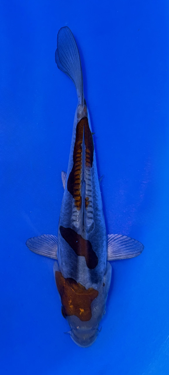 This 16cm Doitsu Ochiba has a grey body with a copper like pattern.
