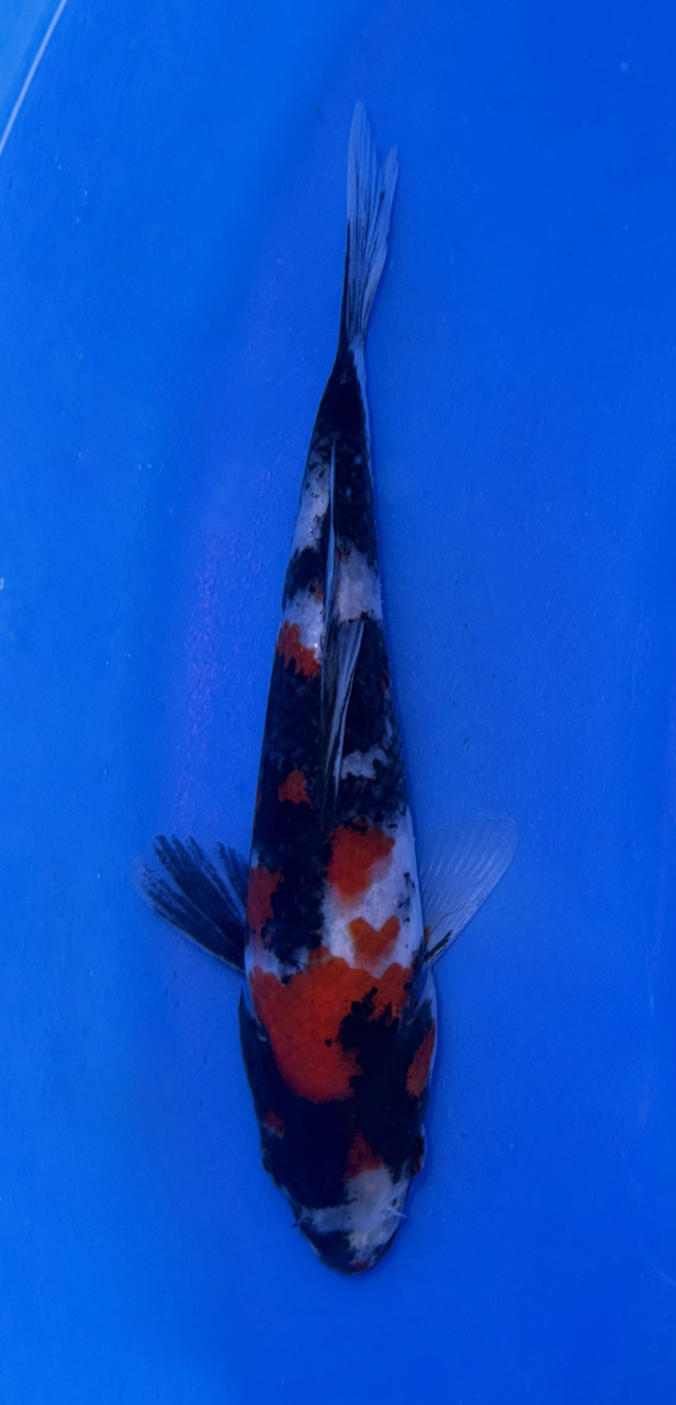 18cm Showa koi with bold black red and white pattern