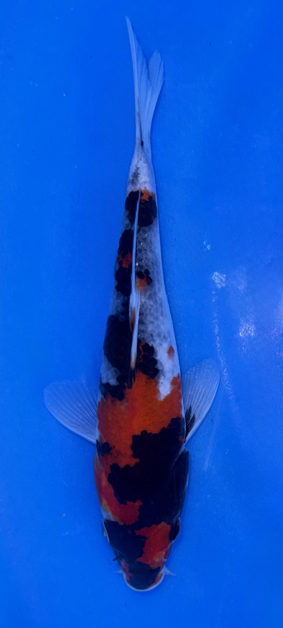 18cm Showa koi with bold black red and white pattern