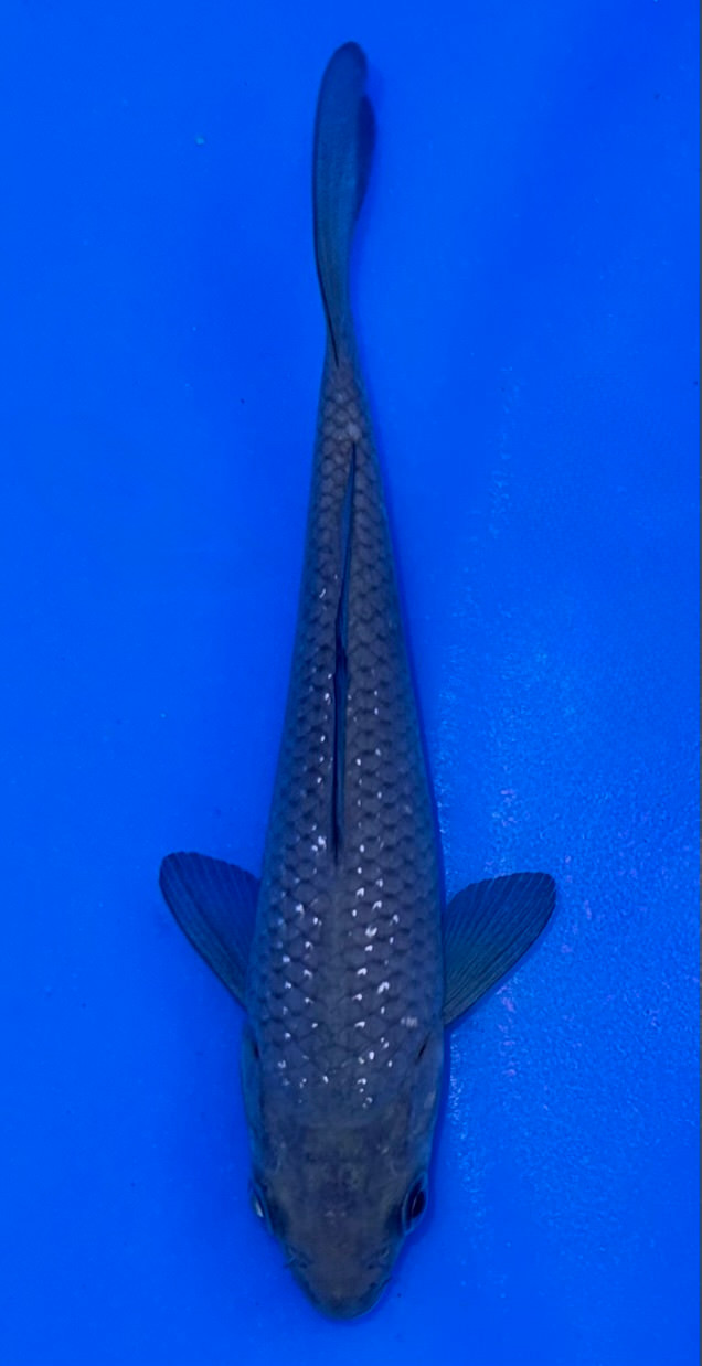 12cm Pearlscale Soragoi koi with silver gray body and pearlscale texture