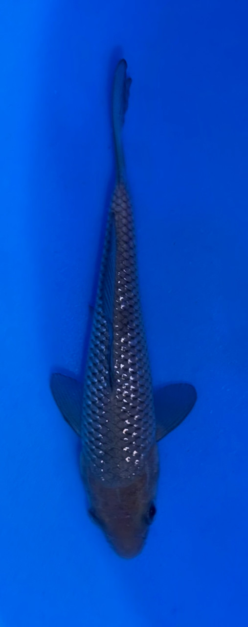 13cm Pearlscale Soragoi koi with silver gray body and pearlscale texture