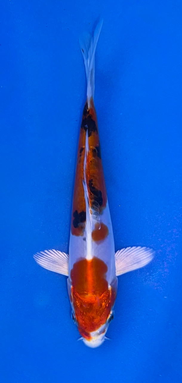 14cm Beni Kikokuryu koi with red black and metallic white pattern
