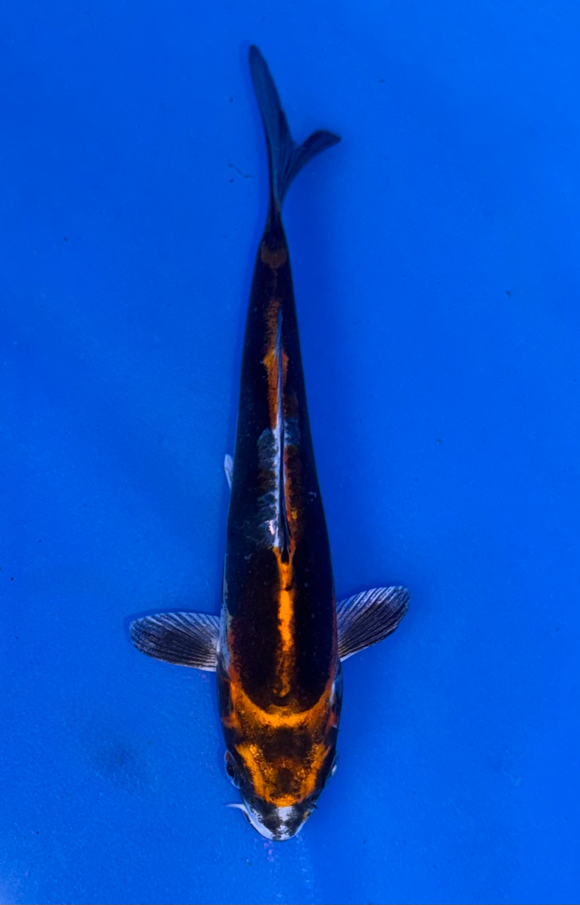 14cm Japanese Imported Beni Kikokuryu - Koshiji - ICF10 - 23