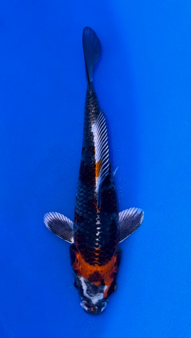 14cm Kujaku koi with metallic white body and red orange pattern