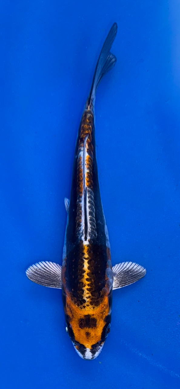 鯉印 Koi-Dogi skin BD 15cm Japanese Imported Doitsu Kujaku - Koshiji - ICF10 - 26