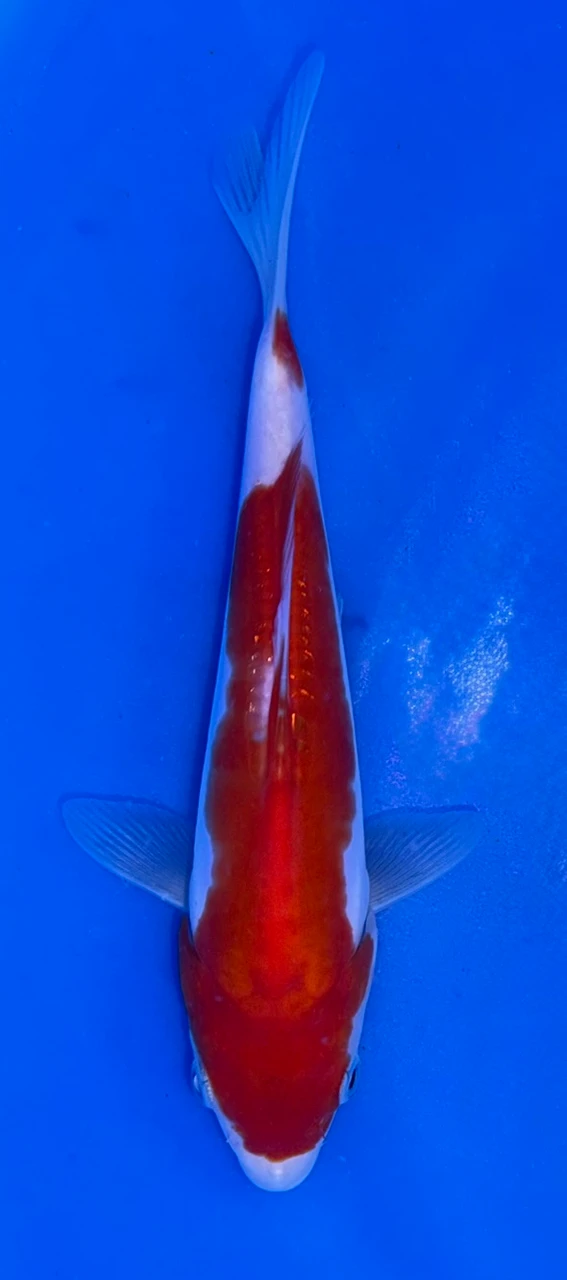 17cm Doitsu Kohaku koi with vibrant red and white scaleless pattern