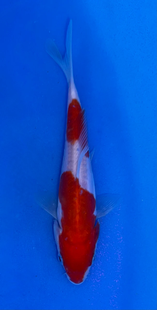 13cm Doitsu Kohaku koi with vibrant red and white scaleless pattern