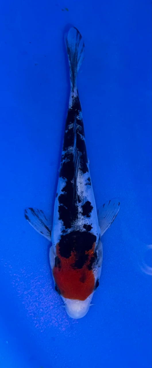 14cm Doitsu Tancho Showa koi with black white and red tancho pattern