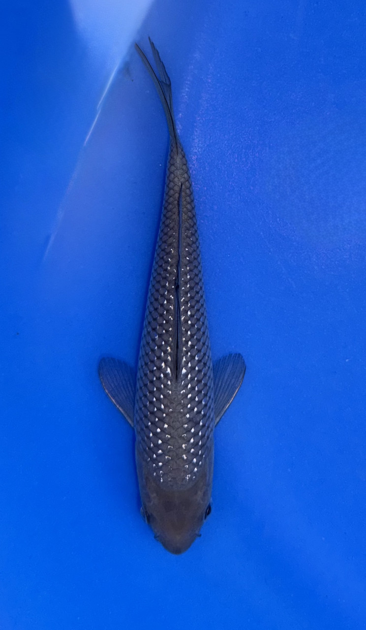 鯉印 Koi-Dogi skin BD 15cm Japanese Imported Pearlscale Soragoi - Koshiji