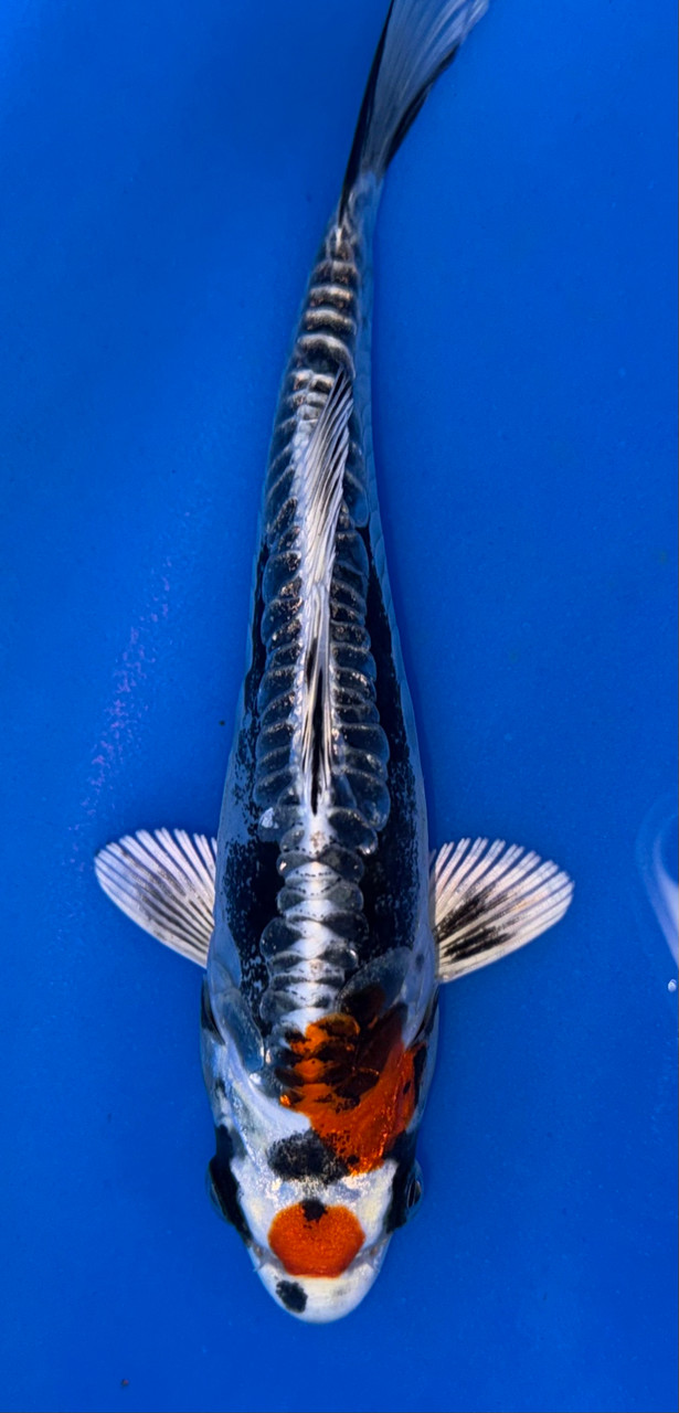 kohei 17cm Japanese Imported Beni Kikokuryu