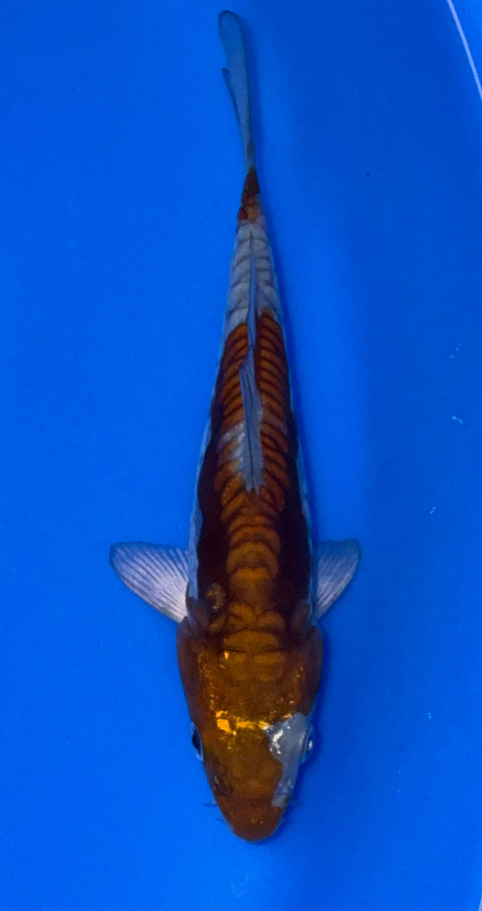 16cm Japanese Imported Doitsu Ochiba