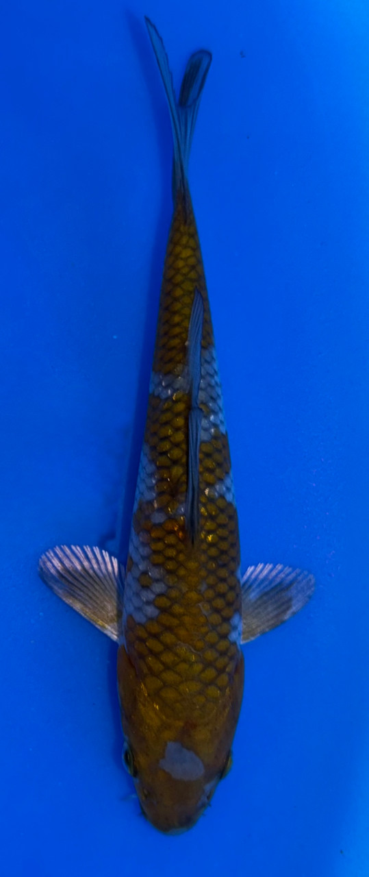 15cm Japanese Imported Ginrin Ochiba - Koshiji - ICF7 - 10