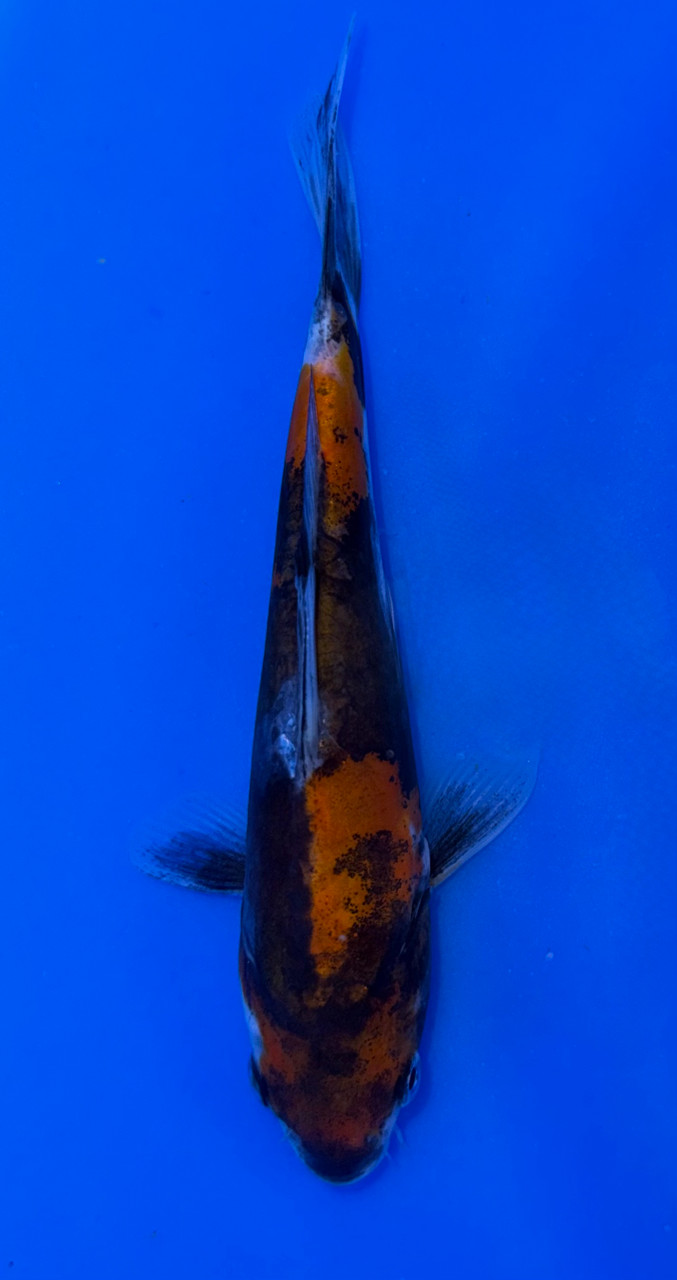15cm Japanese Imported Doitsu Showa - Koshiji - ICF7 - 13