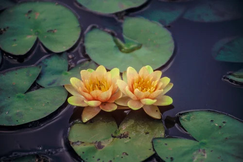 Hardy Lily - CHRYSANTHA