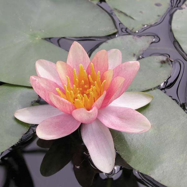 Hardy Lily - CHRYSANTHA