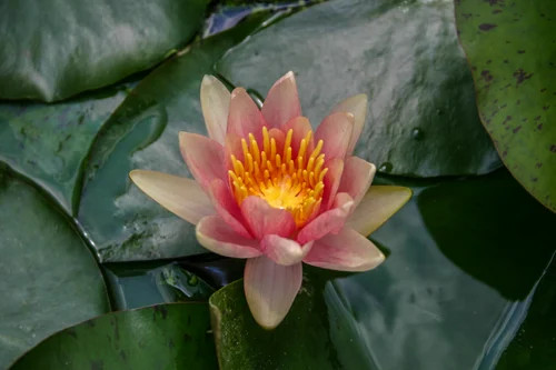 Hardy Lily - COMANCHE