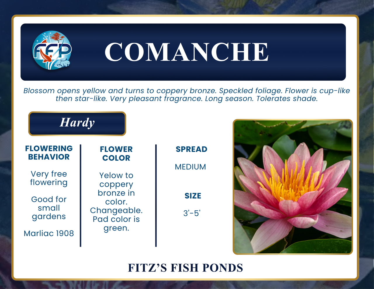 Hardy Lily - COMANCHE