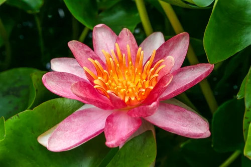 Hardy Lily - INDIANA