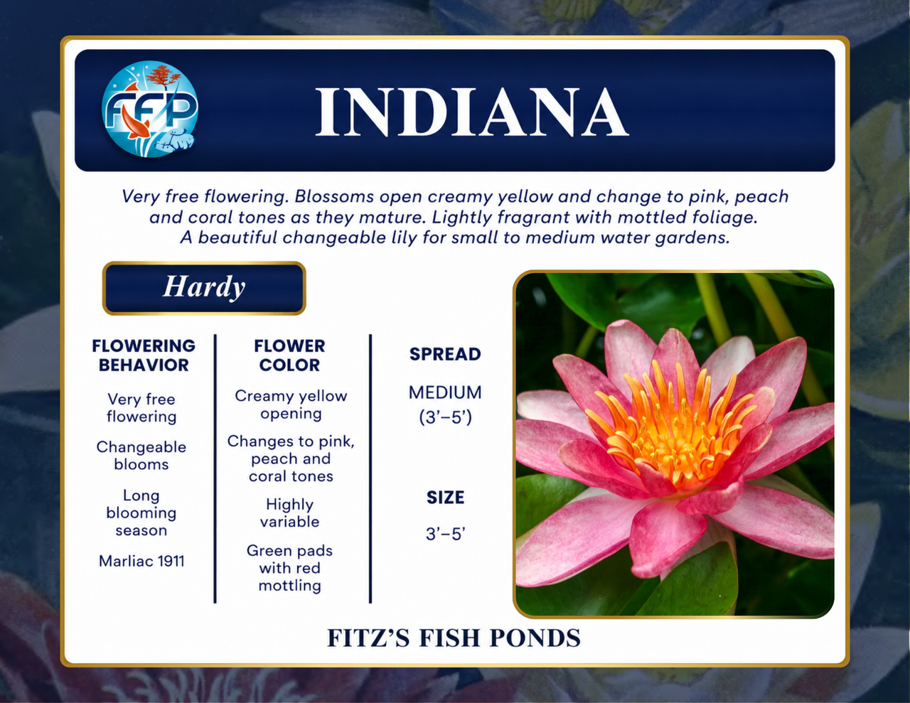Hardy Lily - INDIANA