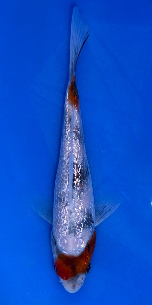 17cm Japanese Imported Ginrin Showa - Koshiji - ICF7 - 18