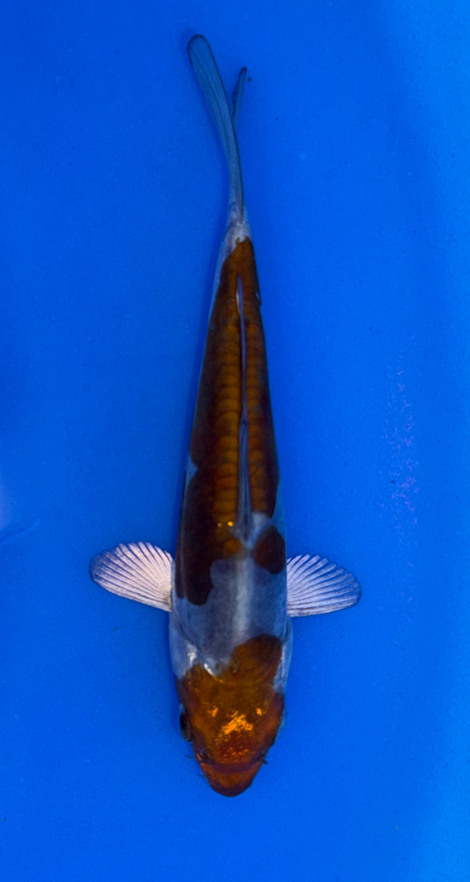 14cm Japanese Imported Doitsu Ochiba - Koshiji - ICF7 - 20