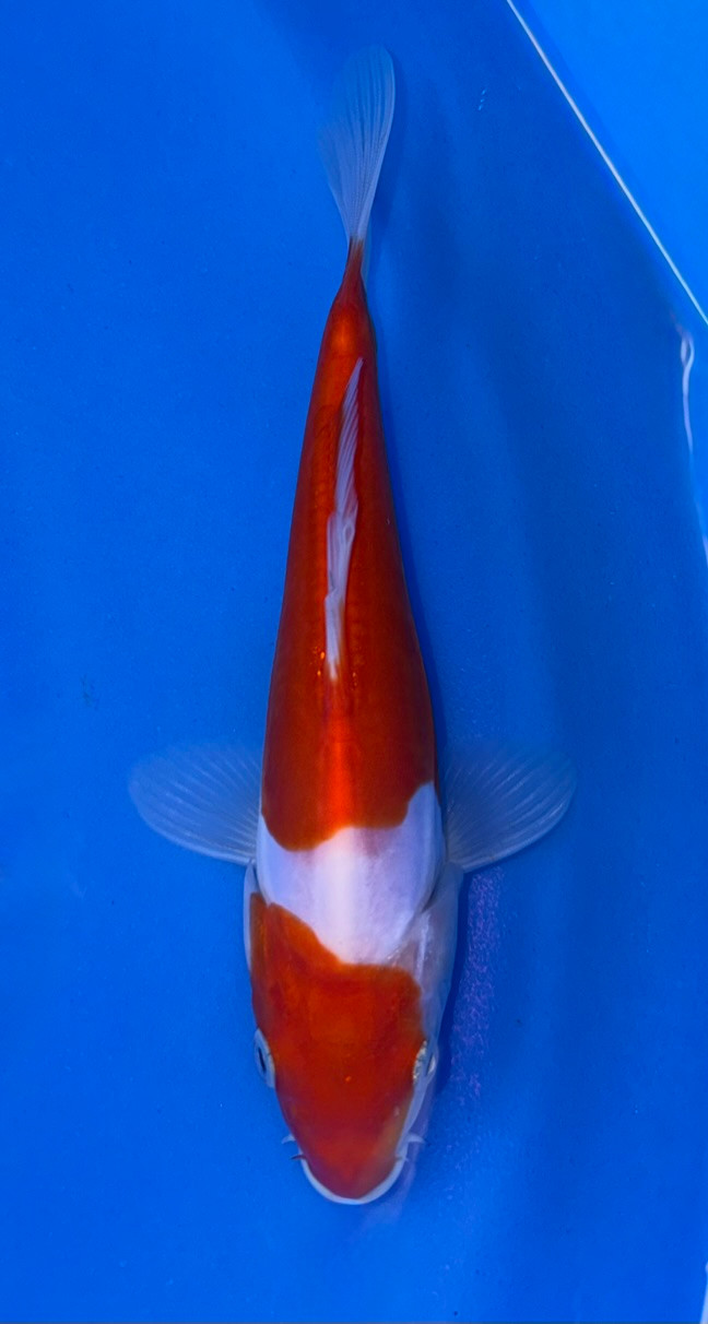 18cm Japanese Imported Doitsu Kohaku - Koshiji - ICF7 - 5