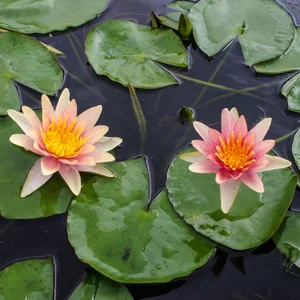 Hardy Lily - SIOUX