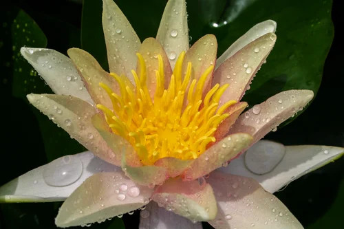 Hardy Lily - SIOUX